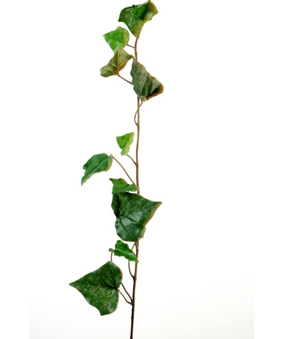 IVY STEM (Net promotional price)
