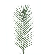 Artificial Phoenix PALM PLASTIC SM