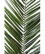 Artificial foliage PHOENIX CANARY ISLAND DATE PALM