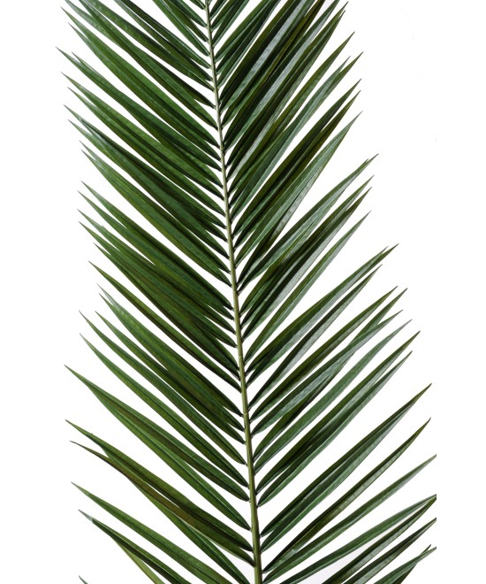 Artificial foliage PHOENIX CANARY ISLAND DATE PALM