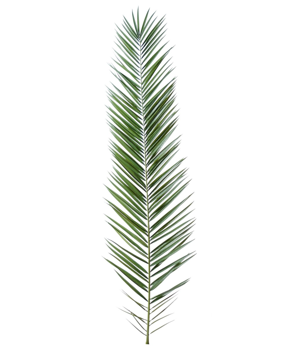 Kunstlik lehestik PHOENIX KANAARI SAARTE DATLIPALM