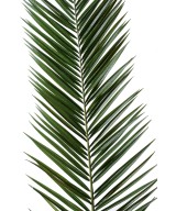 Artificial foliage PHOENIX CANARY ISLAND DATE PALM