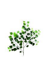 Artificial birch NEW *70