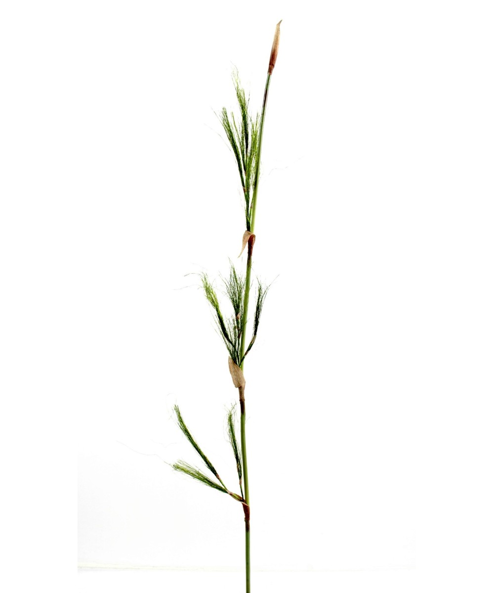 BAMBOO vars (Soodushind)