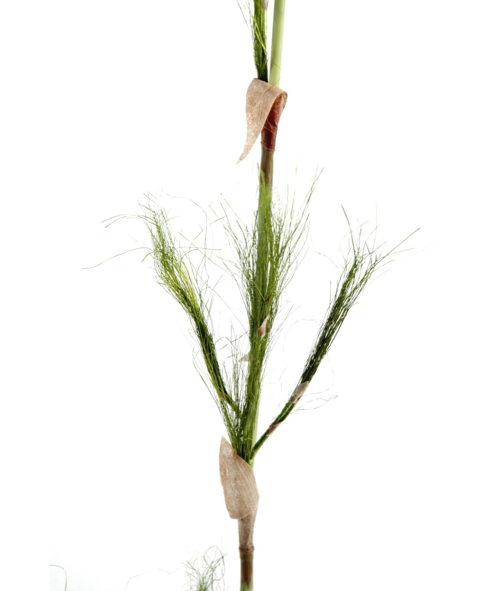 BAMBOO STEM (Net promotional price)