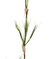 BAMBOO STEM (Net promotional price)