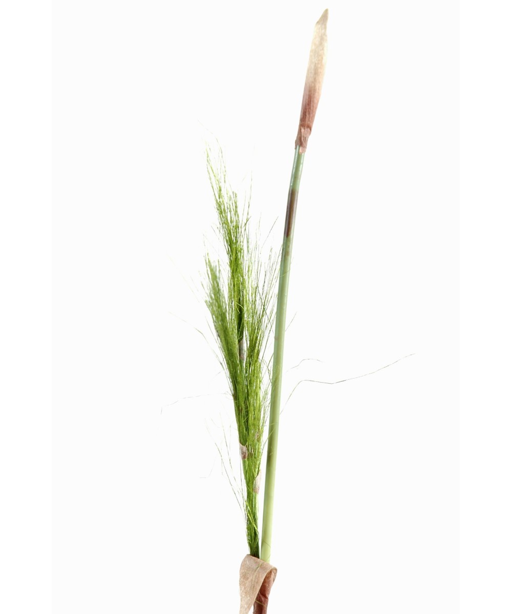 BAMBOO STEM (Net promotional price)