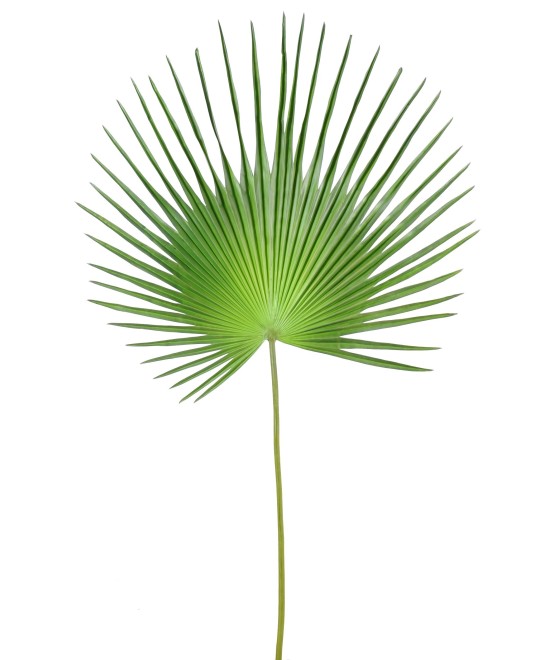 Artificial foliage PALM TREE CAMERUS
