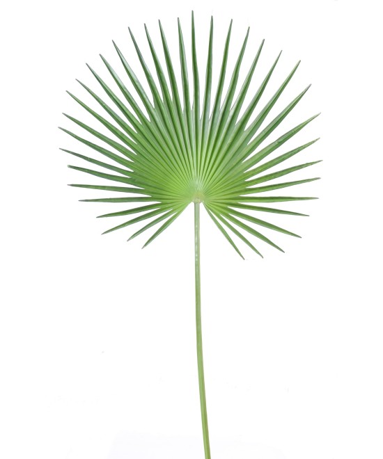 Kunstlik lehestik palm puu CAMERUS