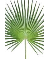 Kunstlik lehestik palm puu CAMERUS