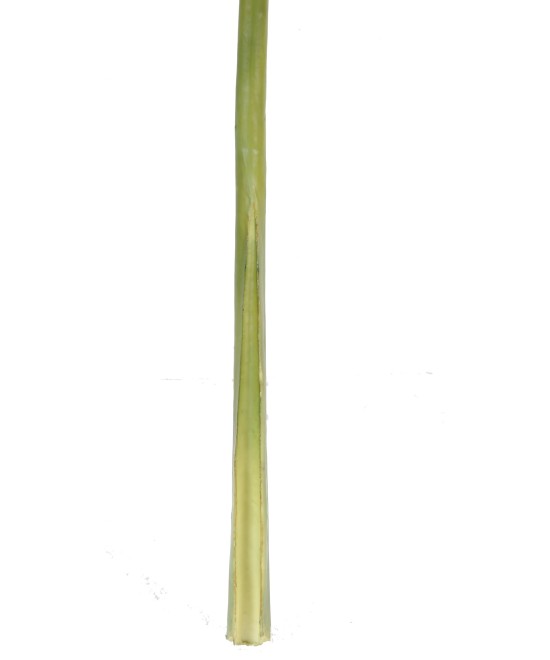 Artificial Alocasia giant leaf