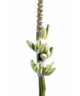 Kunstlik banaan BUNCH BLOSSOM