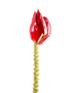 Artificial banana BUNCH BLOSSOM