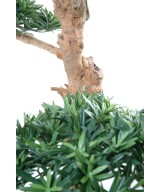 Artificial Podocarpus CLOUD TREE LARGE