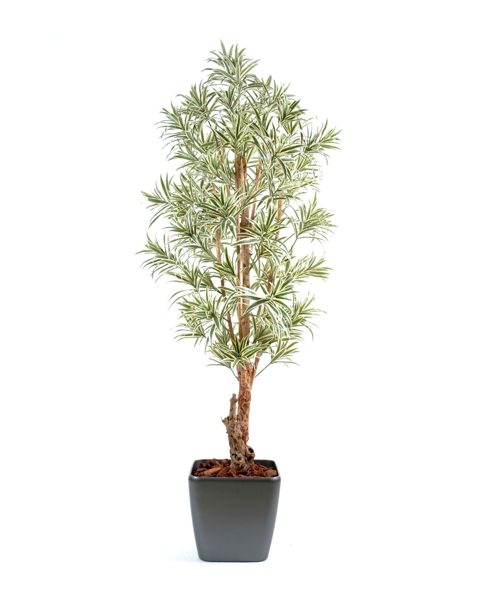 Artificial Dracaena IN SQUARE POT