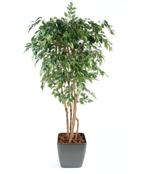 Artificial Ficus NATASJA MULTITREE IN SQUARE POT