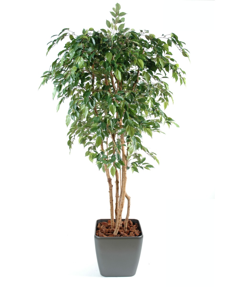 Artificial Ficus NATASJA MULTITREE IN SQUARE POT