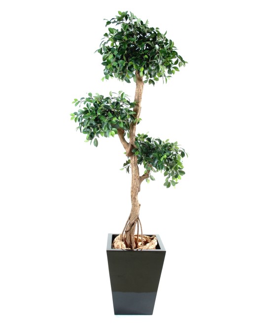 Kunstficus Retusa Crazy
