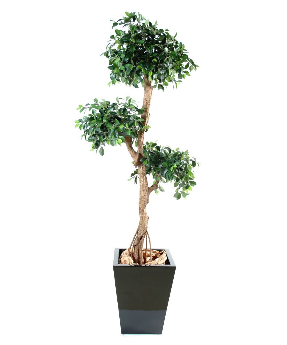 Kunstficus Retusa Crazy