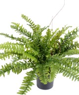 Artificial fern BOSTON *42 IN POT