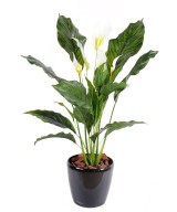 Kunstlik SPATHIPHYLLUM (rahuliilia) plast 5 fl