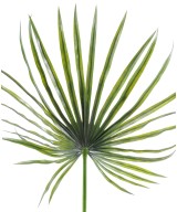 Kunstlik kaamera palm plast