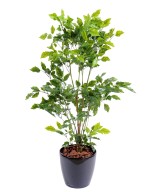 Artificial rosewood PLASTIC