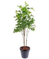 Artificial rosewood PLASTIC
