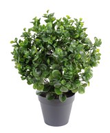 Kunstlik peperomia plast põõsas