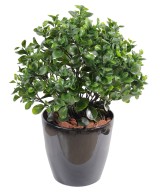 Artificial peperomia PLAST BUSH