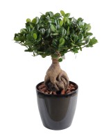 Artificial FICUS PANDA GINSENG