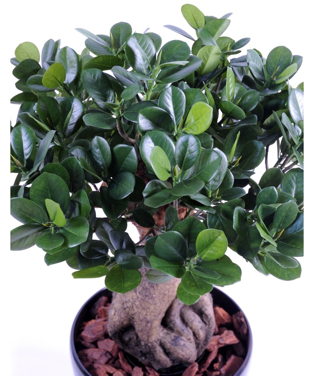 Artificial FICUS PANDA GINSENG