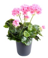 Artificial geranium *52