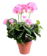 Artificial geranium *52
