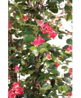Artificial bougainvillea NEW CREEPERS