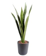 Artificial Sansevieria BUSH MM