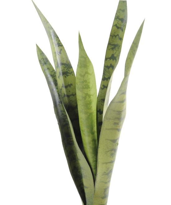 Artificial Sansevieria BUSH MM