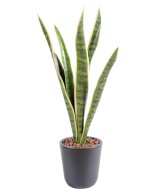 Artificial Sansevieria BUSH MM