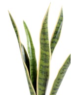Artificial Sansevieria BUSH MM