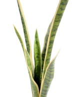 Artificial Sansevieria BUSH GM