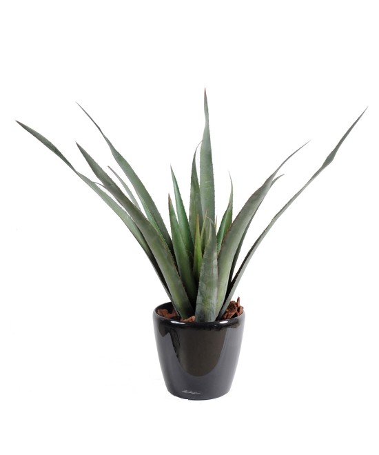 Kunstlik plast Aloe ferox