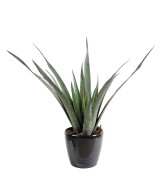 Artificial plastic Aloe ferox