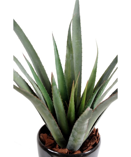 Kunstlik plast Aloe ferox