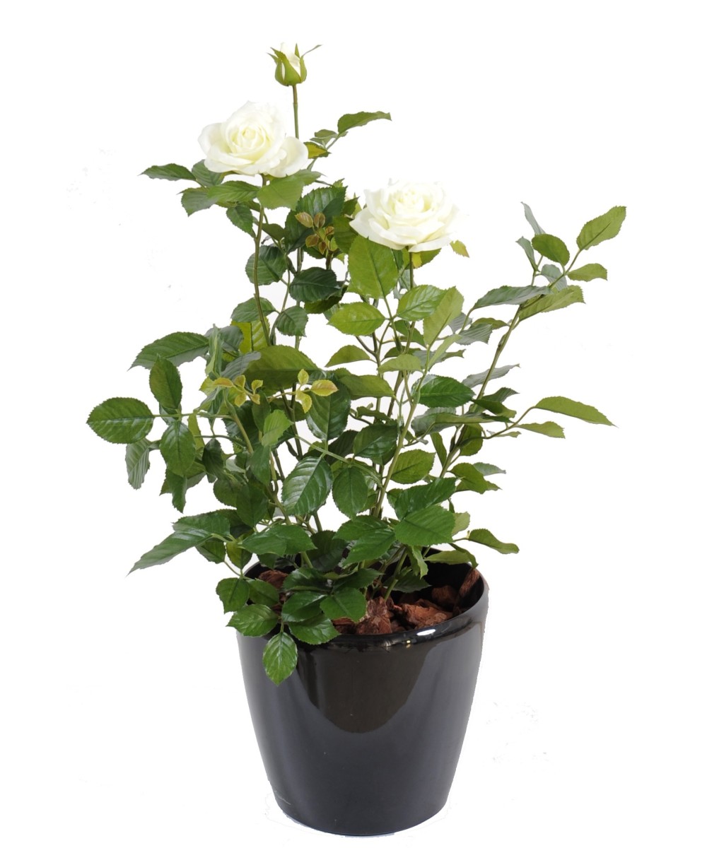 Artificial ROSE
