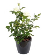 Artificial ROSE