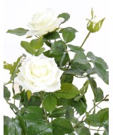 Kunstroos