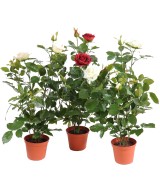 Artificial ROSE
