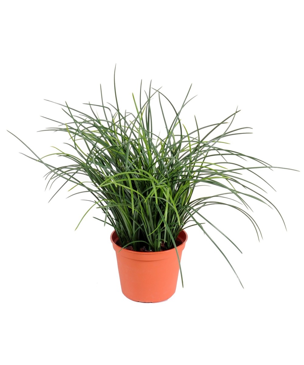 Artificial grass FINE POT