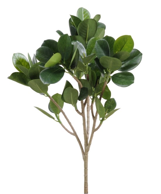 Kunstfikus PANDA (MICROCARPA) dekoratiivoks UUS