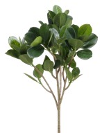 Kunstfikus PANDA (MICROCARPA) dekoratiivoks UUS